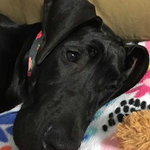 Meet your Posher, Ansley